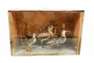 Taxidermy interest - Three woodcock walking on a sandy shore within a wooden glazed front display