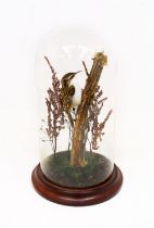 Taxidermy interest - treecreeper feeding on a wooden branch, mid 20th Century, within a glass dome.