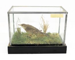 Taxidermy interest - Mid 20th Century water pipit in small glazed display case.