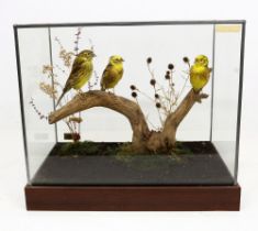 Taxidermy: group of three Yellowhammers (Emberiza citrinella), in naturalised setting within glass