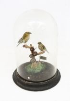 Taxidermy interest - Two goldcrests sitting on branch within glass domed case, mid 20th Century