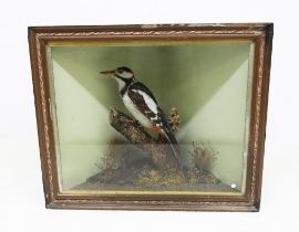 Taxidermy: Greater Spotted Woodpecker (Dendrocopus major),  within glass corner  display case of