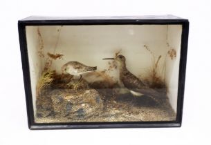 Taxidermy interest - Two early 20th Century waders on on a sandy muddy scene within wooden glazed