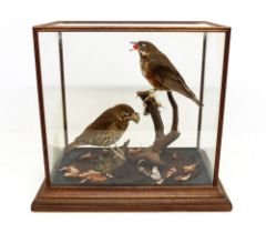 Taxidermy: Redwing (Turdus iliacus) and Song Thrush (Turdus philomelos), in naturalised setting