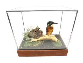 Taxidermy interest - Mid 20th Century kingfisher on broken wooden branch in glass display case.