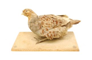 Taxidermy: Partridge on stand, a/f condition