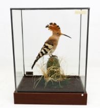 Taxidermy: Hoopoe (Upupidae), in naturalised setting within glass display case of dimensions 41 x 31