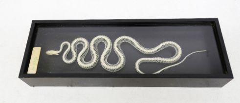 Cased snake skeleton in glazed top display case.