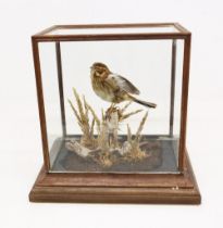 Taxidermy: Reed Bunting (Emberiza schoeniclus), in naturalised setting within glass display case