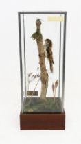 Taxidermy interest - treecreeper feeding on a wooden branch with a glazed display case.