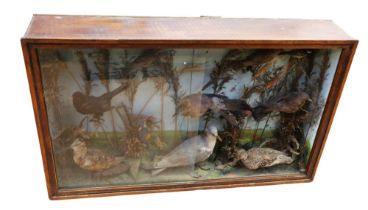 Taxidermy: a collection of British birds in naturalised setting within glass display case of