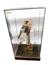 Taxidermy: single Jay (Garrulus glandarius), in naturalised setting within glass display case of
