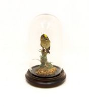 Taxidermy interest - goldcrest in small glass dome.