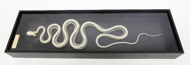 Cased snake skeleton in glazed top display case.