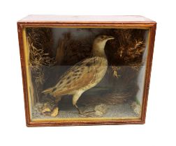 Taxidermy interest - Early 20th Century corncrake in wooden glazed front display case.