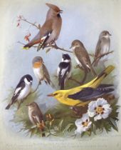 THORBURN, Archibald (Illus.). British Birds, first edition, in four volumes, illustrated with 80