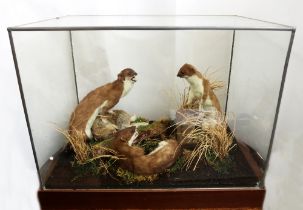 Taxidermy interest - three angry stoats fighting over a wild rabbit in glass case, 20th Century.