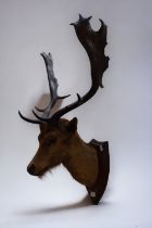 Taxidermy: a mounted roe deer head.