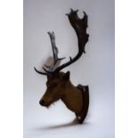 Taxidermy: a mounted roe deer head.