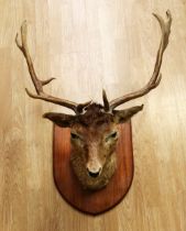 Taxidermy interest - Early 20th Century red deer head on wooden wall hanging plaque.