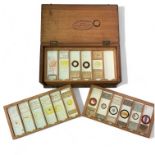 A collection of 17 prepared Microscope slides in a drawer box