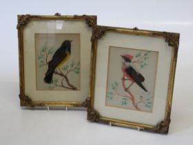 A pair of 19th century feather and watercolour studies, each of a perched songbird on a leafy