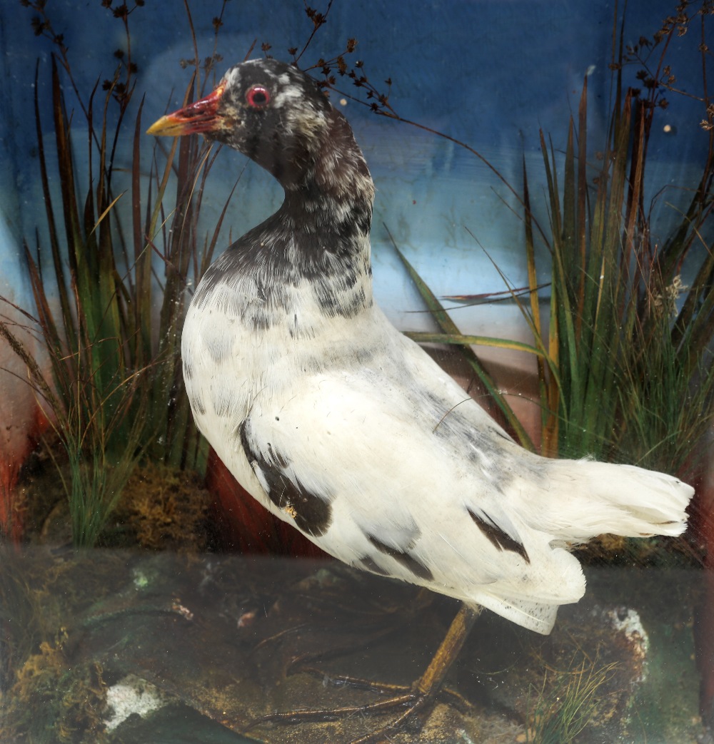 An antique taxidermy wading bird, akin to a coot or moorhen, in glazed case, signs of mite damage - Image 2 of 3