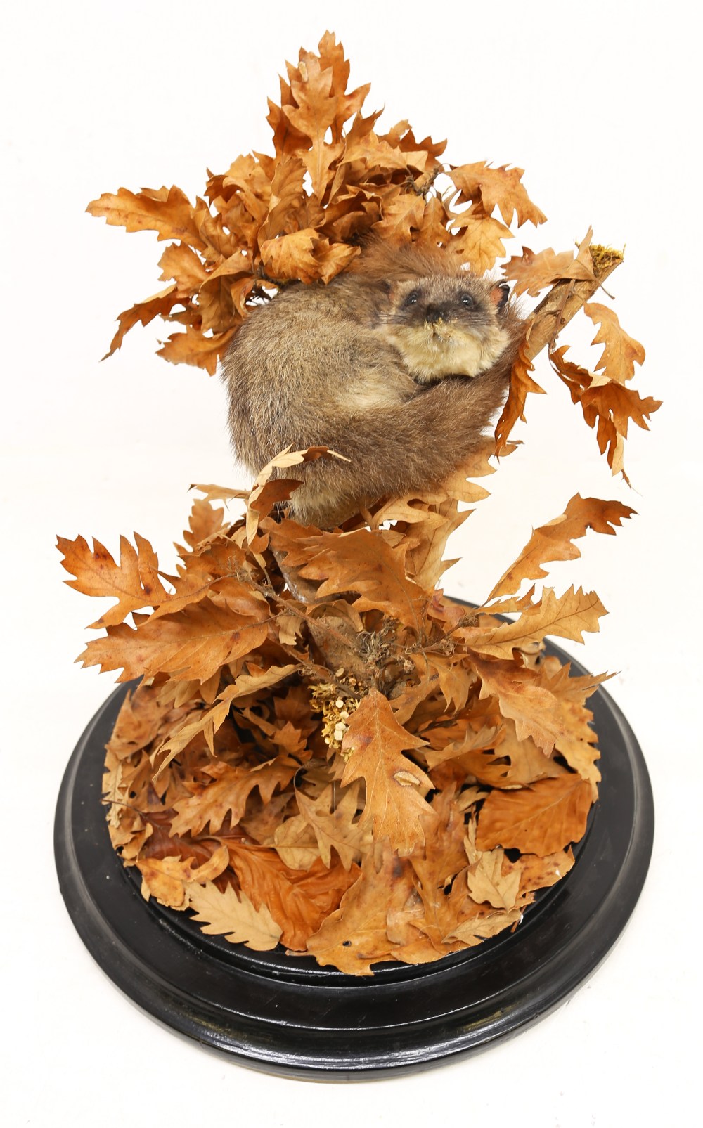 Taxidermy interest - Mid 20th Century edible dormouse curled up in oak leaves in glass dome case. - Image 2 of 3