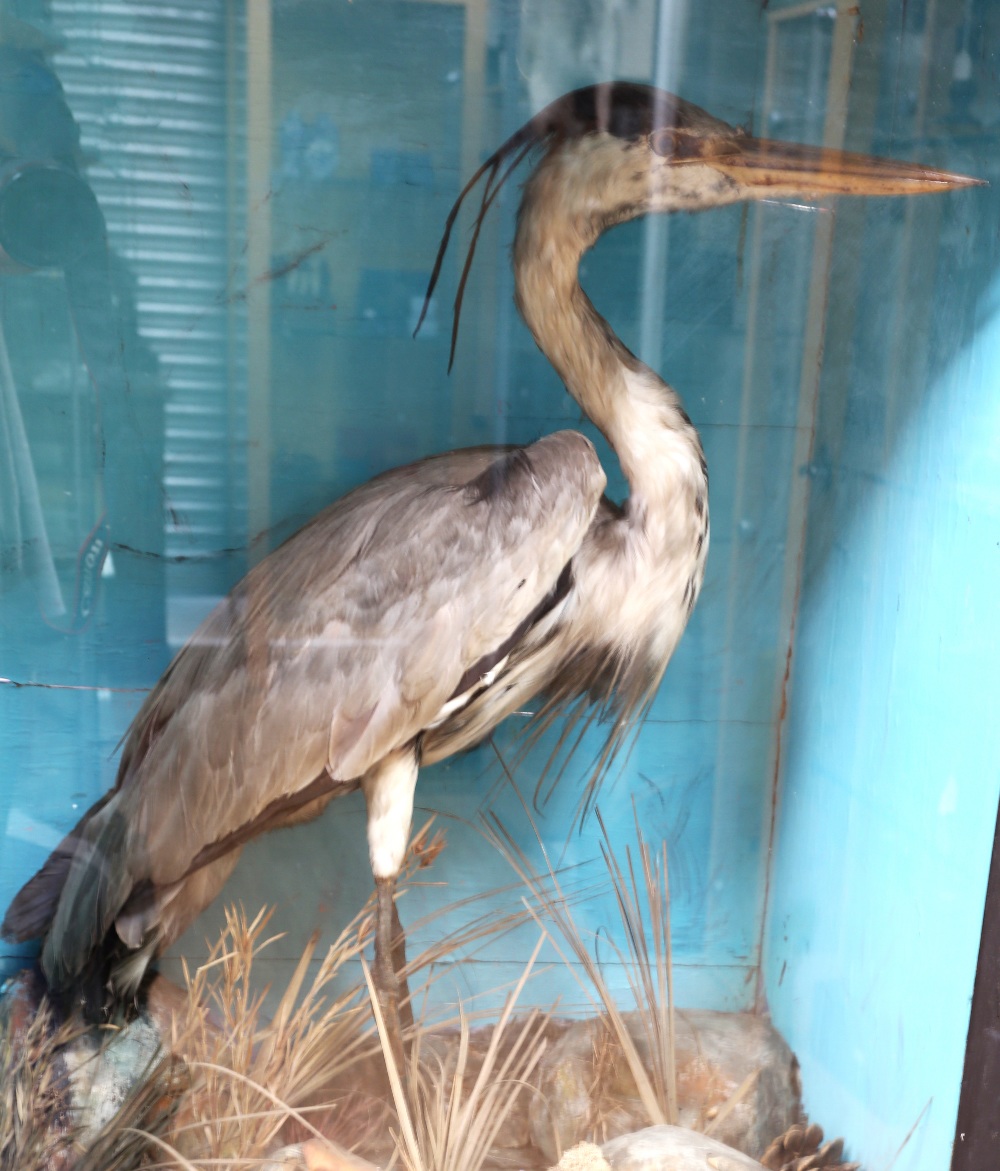 Taxidermy: Heron (Ardea cinerea), in naturalised setting within glass display case of dimensions - Image 2 of 3