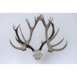 A pair of large red deer antlers along with a further set