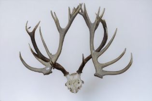A pair of large red deer antlers along with a further set