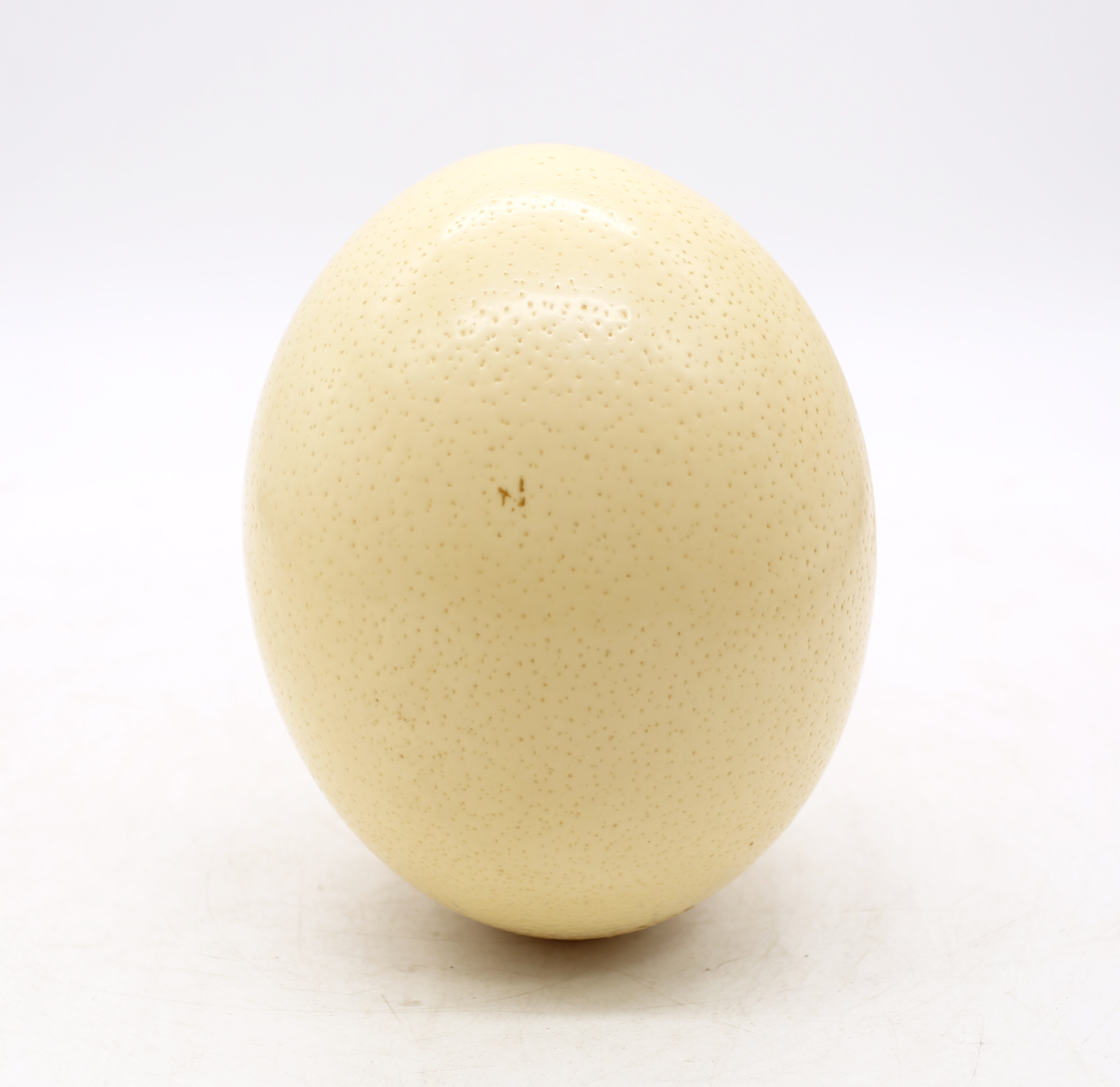 A single ostrich egg