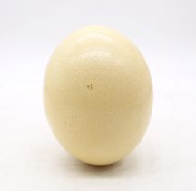 A single ostrich egg