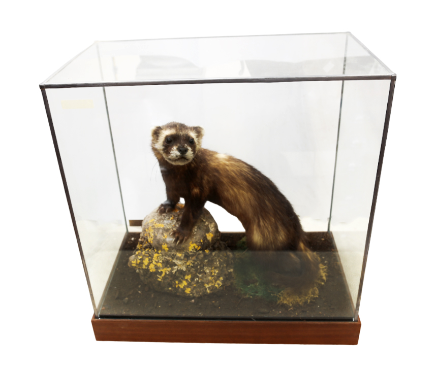 Taxidermy: Polecat (Mustela putorius), in naturalised setting within glass display case of