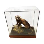 Taxidermy: Polecat (Mustela putorius), in naturalised setting within glass display case of