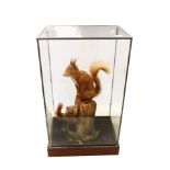 Taxidermy interest - Two early 20th Century red squirrels on wooden post in glass display cabinet.
