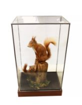 Taxidermy interest - Two early 20th Century red squirrels on wooden post in glass display cabinet.