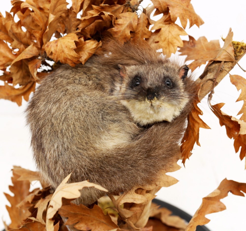 Taxidermy interest - Mid 20th Century edible dormouse curled up in oak leaves in glass dome case. - Image 3 of 3