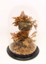 Taxidermy interest - Mid 20th Century edible dormouse curled up in oak leaves in glass dome case.