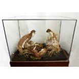 Taxidermy interest - three angry stoats fighting over a wild rabbit in glass case, 20th Century.