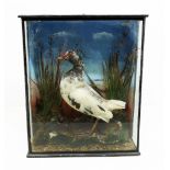 An antique taxidermy wading bird, akin to a coot or moorhen, in glazed case, signs of mite damage