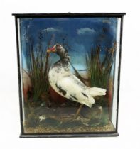 An antique taxidermy wading bird, akin to a coot or moorhen, in glazed case, signs of mite damage