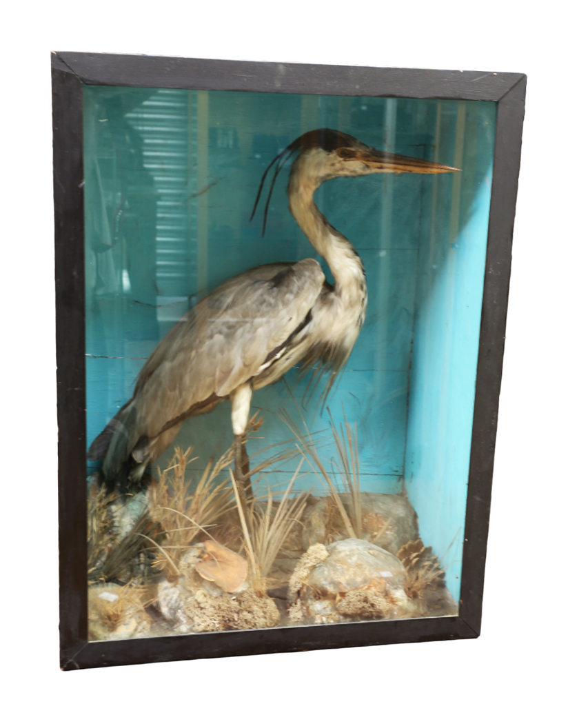 Taxidermy: Heron (Ardea cinerea), in naturalised setting within glass display case of dimensions