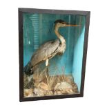 Taxidermy: Heron (Ardea cinerea), in naturalised setting within glass display case of dimensions