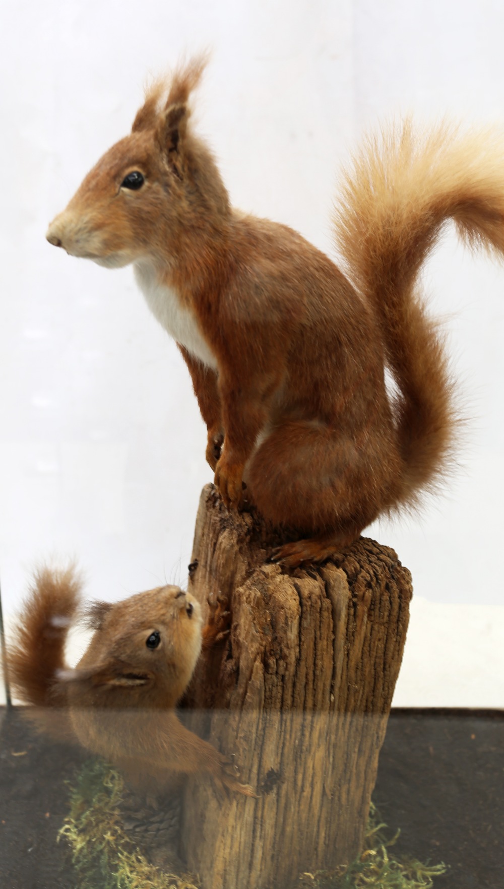 Taxidermy interest - Two early 20th Century red squirrels on wooden post in glass display cabinet. - Image 2 of 2