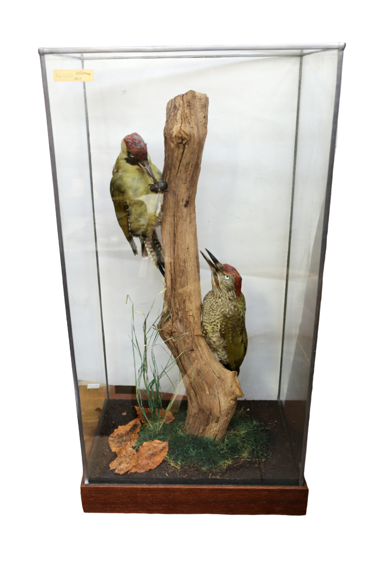 Taxidermy Interest - Green Woodpeckers in glazed case.