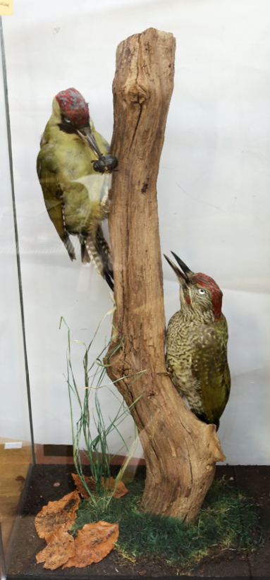 Taxidermy Interest - Green Woodpeckers in glazed case. - Image 2 of 2