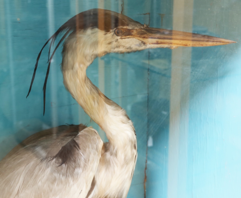 Taxidermy: Heron (Ardea cinerea), in naturalised setting within glass display case of dimensions - Image 3 of 3