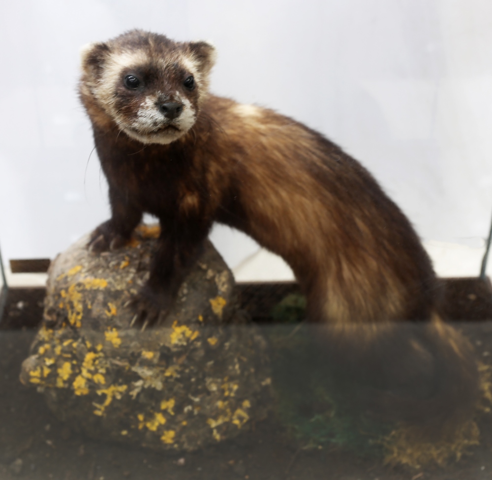 Taxidermy: Polecat (Mustela putorius), in naturalised setting within glass display case of - Image 2 of 2