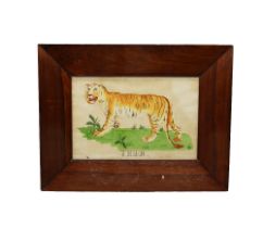 A 19th Century Folk Art watercolour and ink drawing of a Tiger, titled to lower section, 16 x